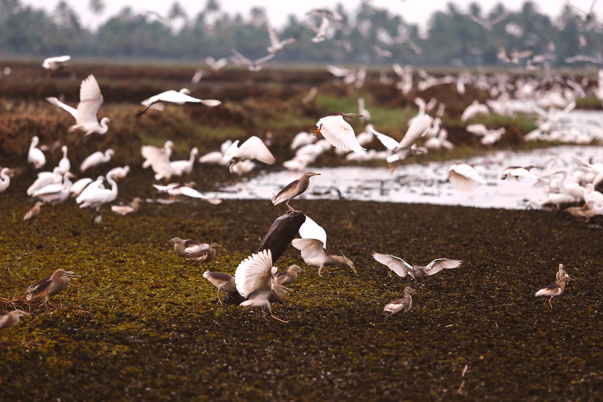 Coconut Lagoon Kumarakom- A Cgh Earth Experience Hotel Exterior foto